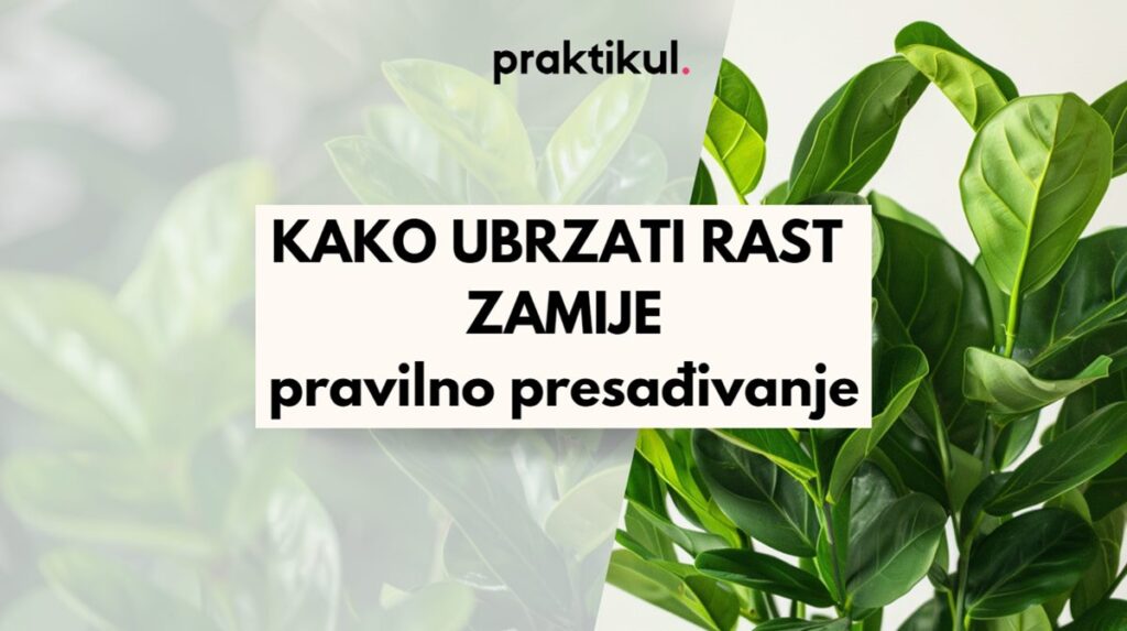 Kako ubrzati rast zamije
